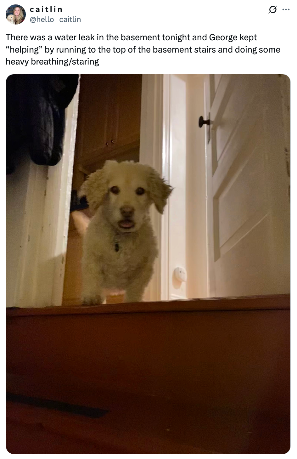 Dog standing at the top of basement stairs, looking curious as if ready to assist with the situation mentioned in the overlaid text