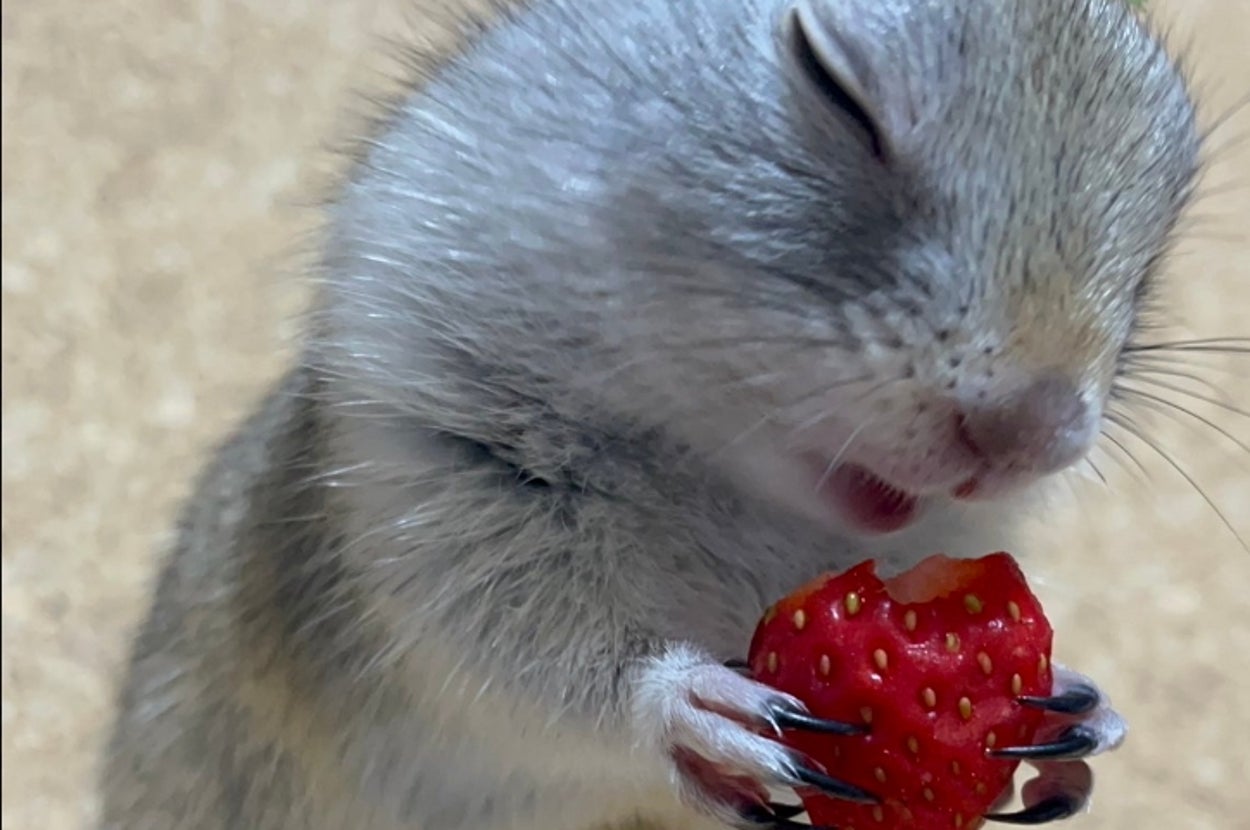リスが苺を持って食べている様子。頭に葉を乗せている。