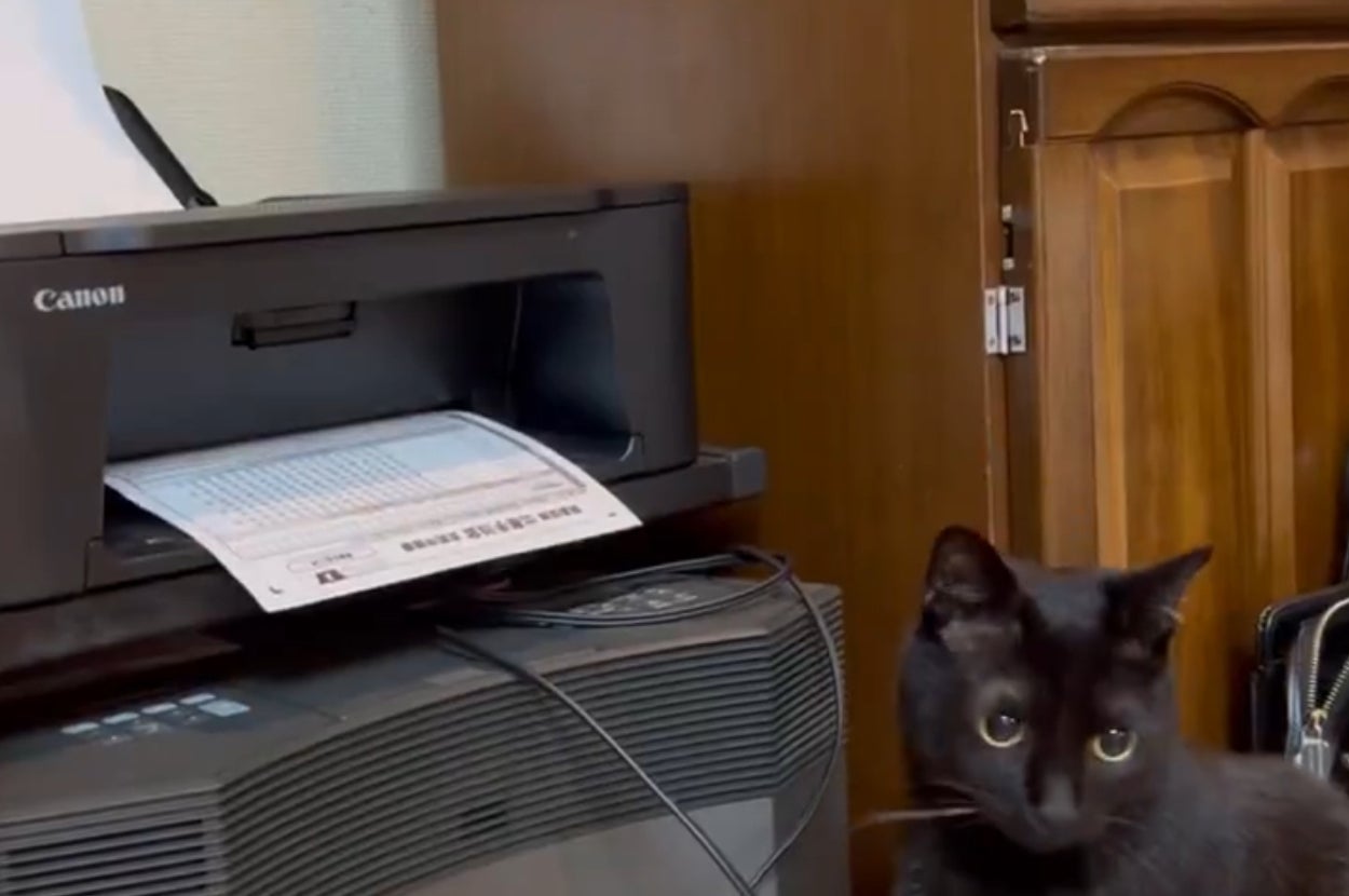 こねろくくんが振り返った姿/黒猫のこねろくさんのXアカウント（@nkknrk）より