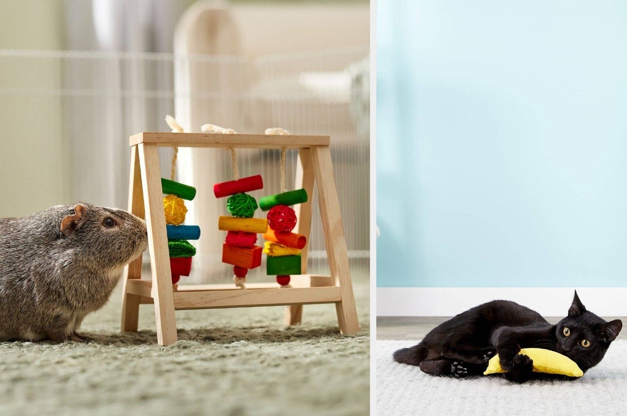 Guinea pig faces a wooden toy with hanging chew items; a black cat with a banana-shaped toy lies on the floor