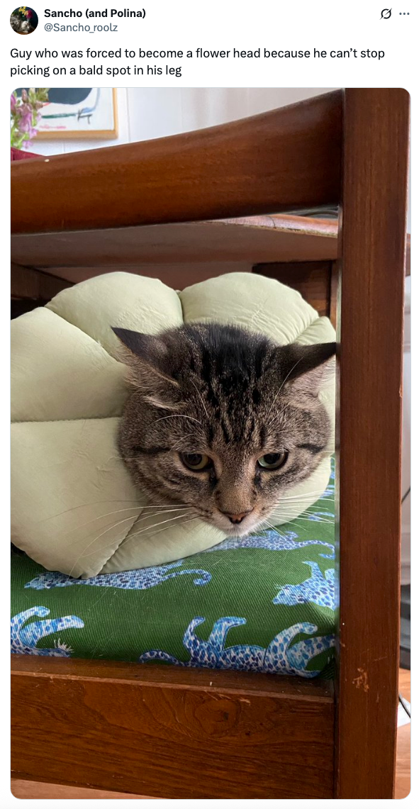 Cat with head through a flower pet collar, sitting on a chair, preventing access to a bald spot on its leg