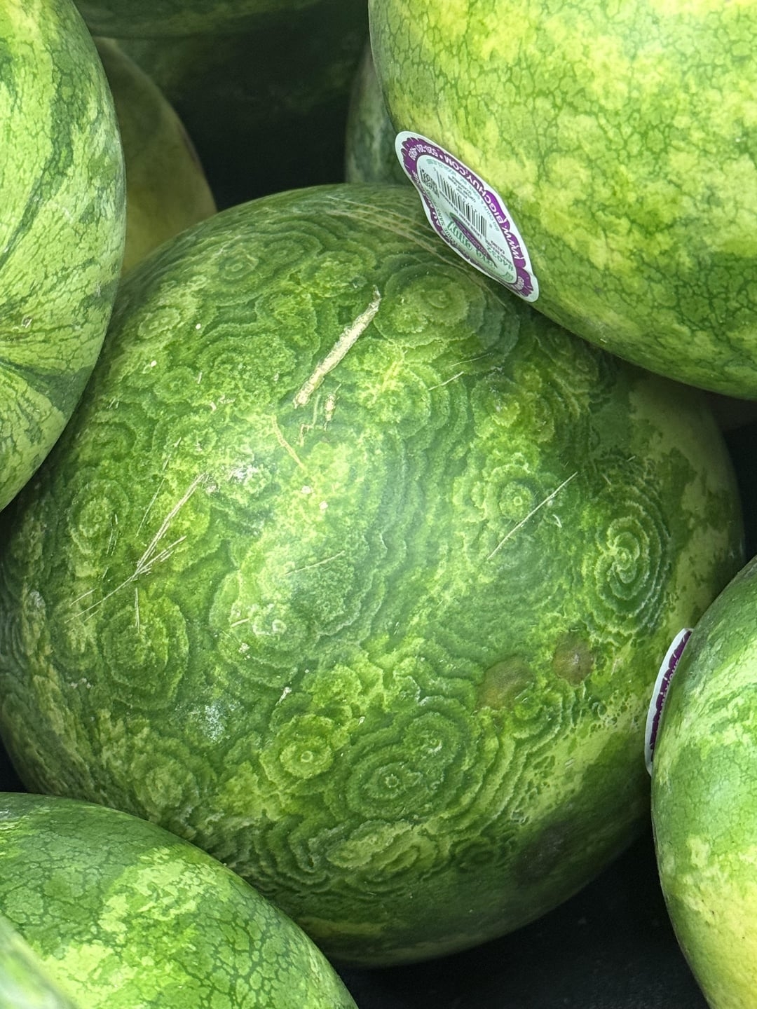 Close-up of several watermelons with circular patterns on their rinds