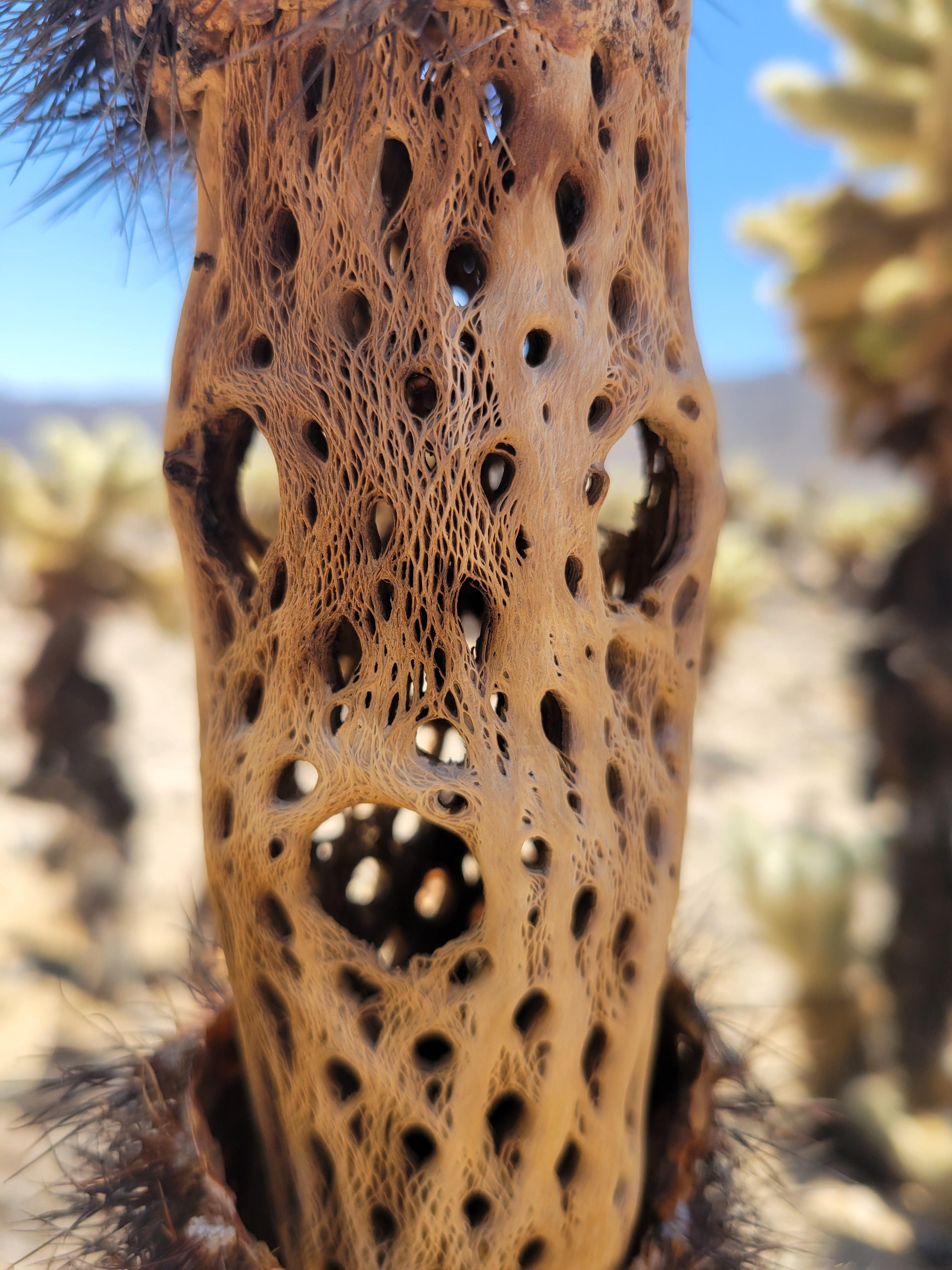 Close-up of a cholla cactus skeleton with intricate, lace-like patterns in a desert setting