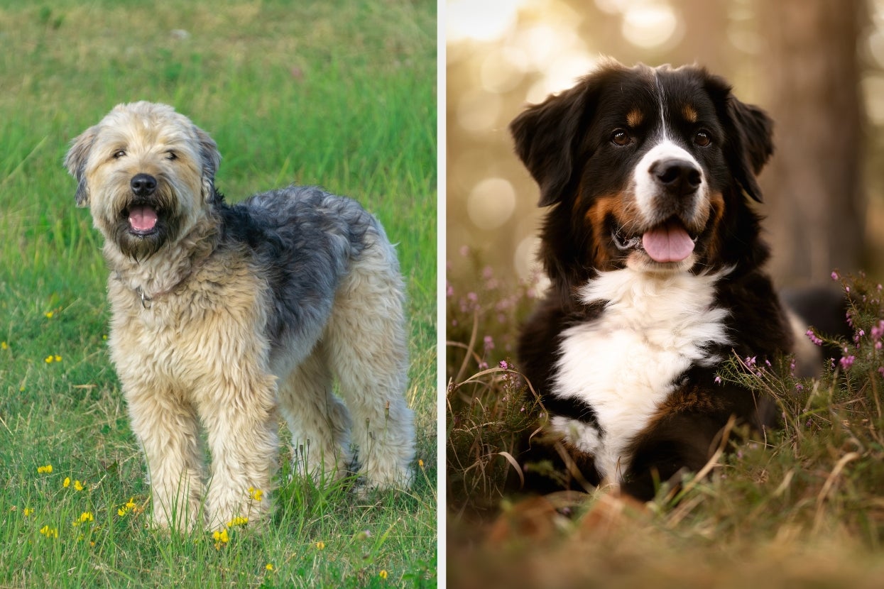 Two fluffy dogs sit in grassy fields, looking towards the camera with their tongues out