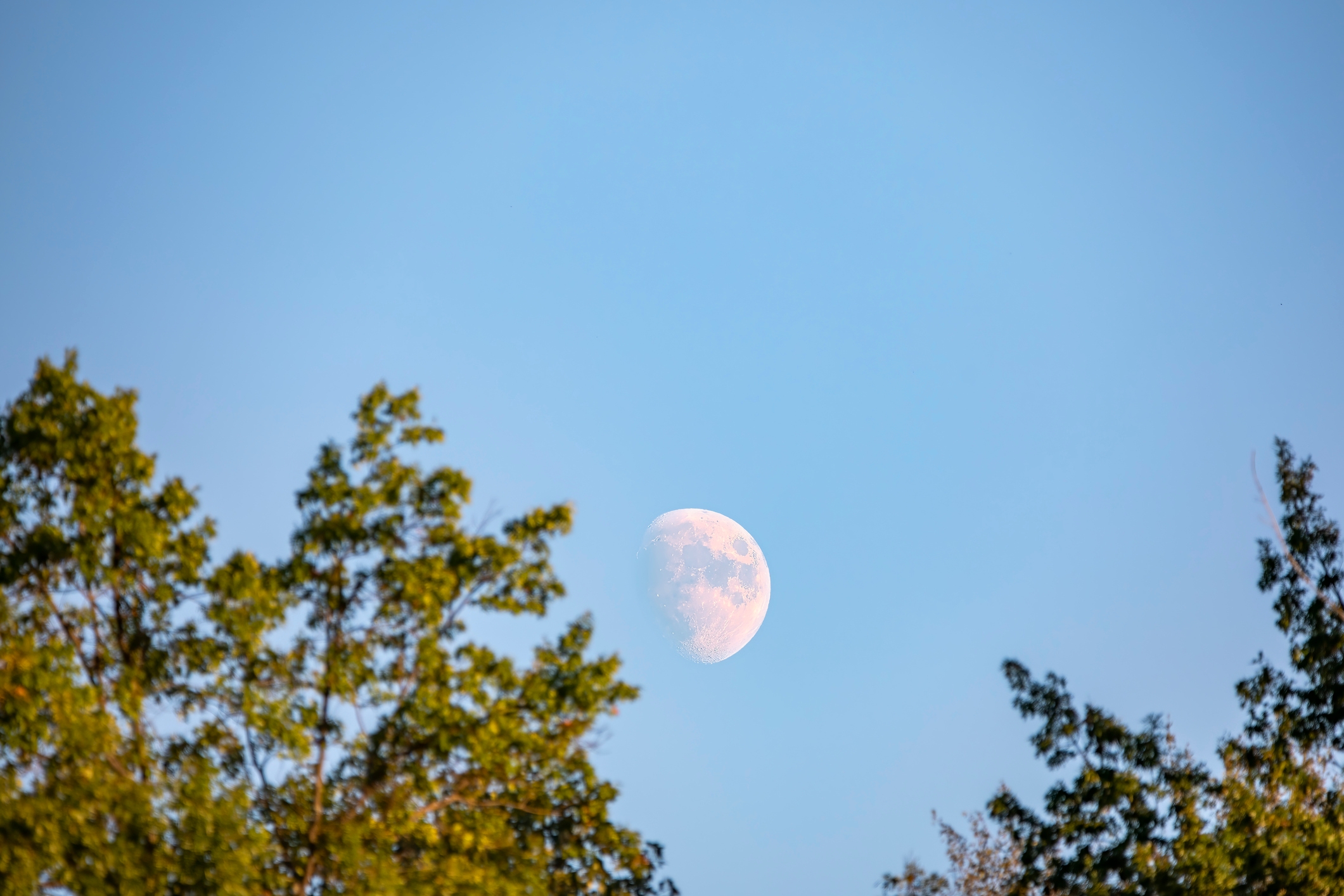 Månen er delvis synlig i en klar himmel på dagtid, innrammet av toppen av bladrær trær