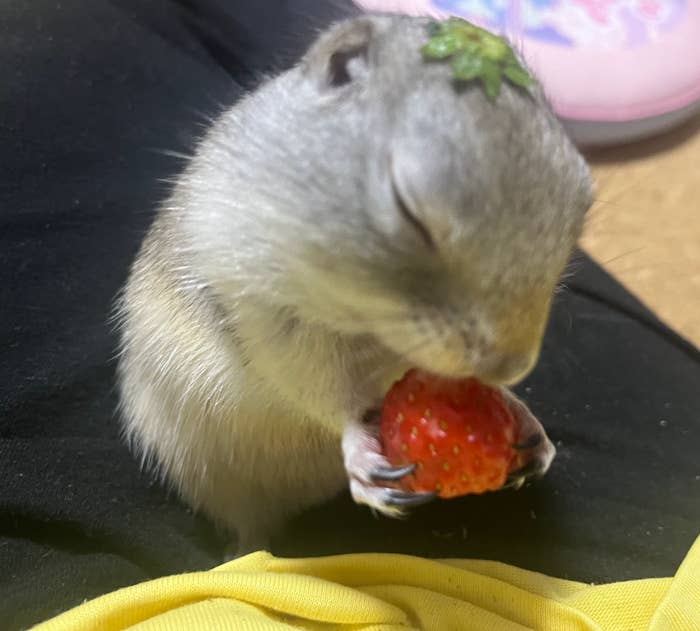 いちご大福の妖精ちゃんみたい」同じ表情でいちごを食べ続ける
