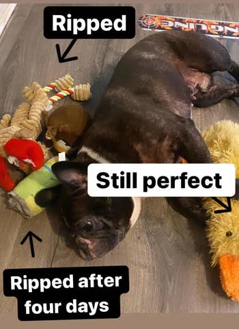 Dog lying with damaged toys; 1 artifact remains intact. Text highlights artifact durability