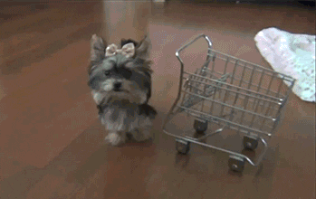 A small dog with a bow on its head pushes a miniature shopping cart across the floor