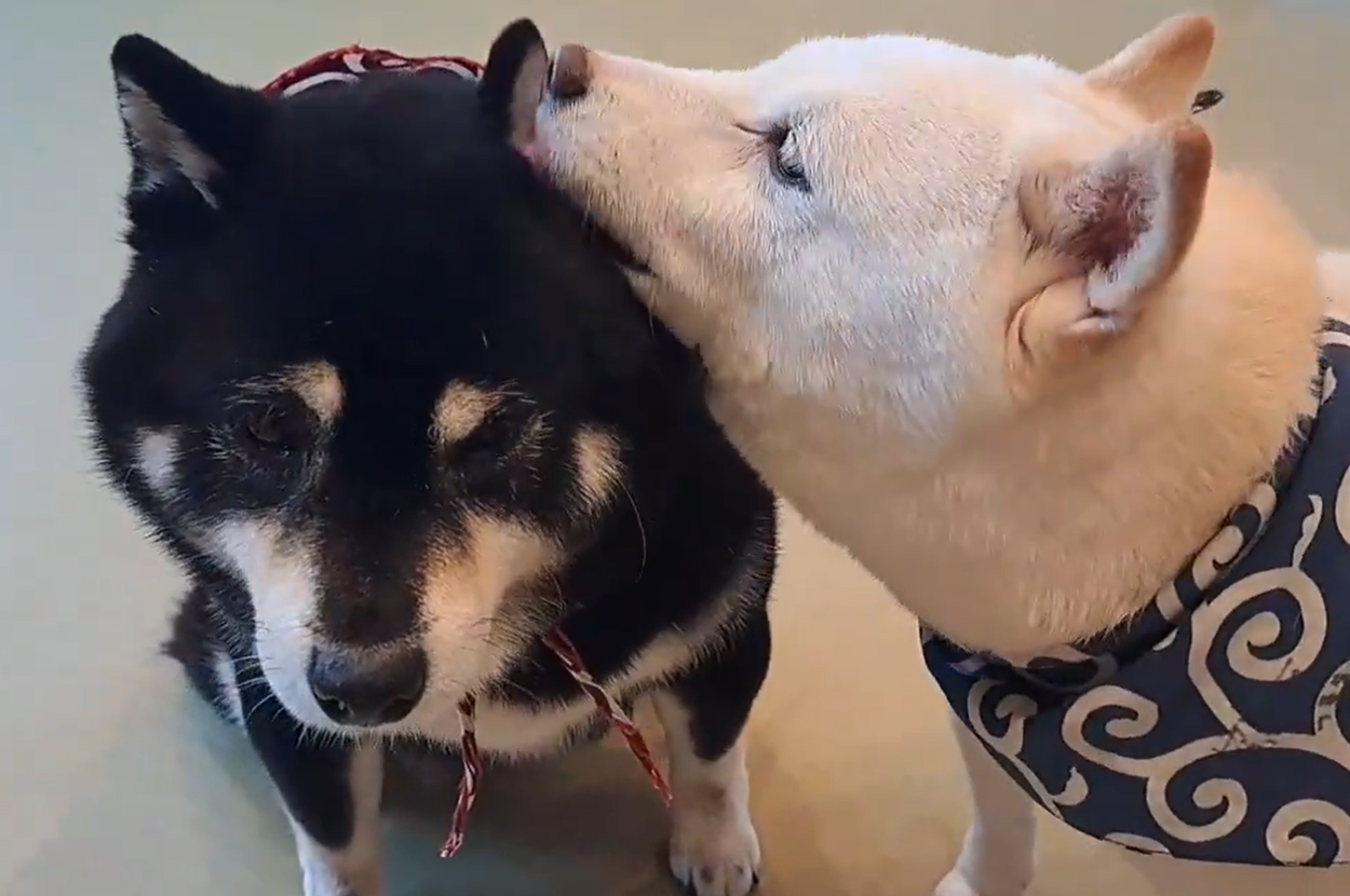 鶴豆ちゃんが小福豆ちゃんを優しく毛づくろいしている様子 / 鎌倉乃豆柴カフェ（@kmkr_mameshiba）さんのXより