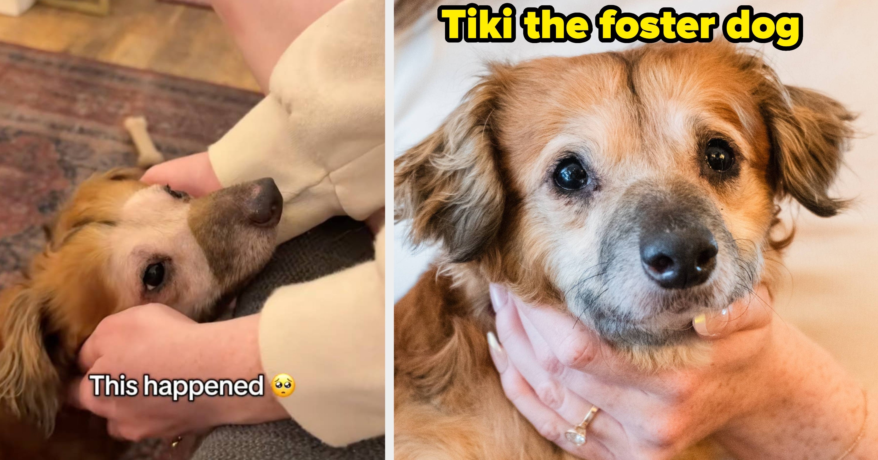 Tiki The Shelter's Dog Transformation Has Millions Of People Sobbing Into Their Phones
