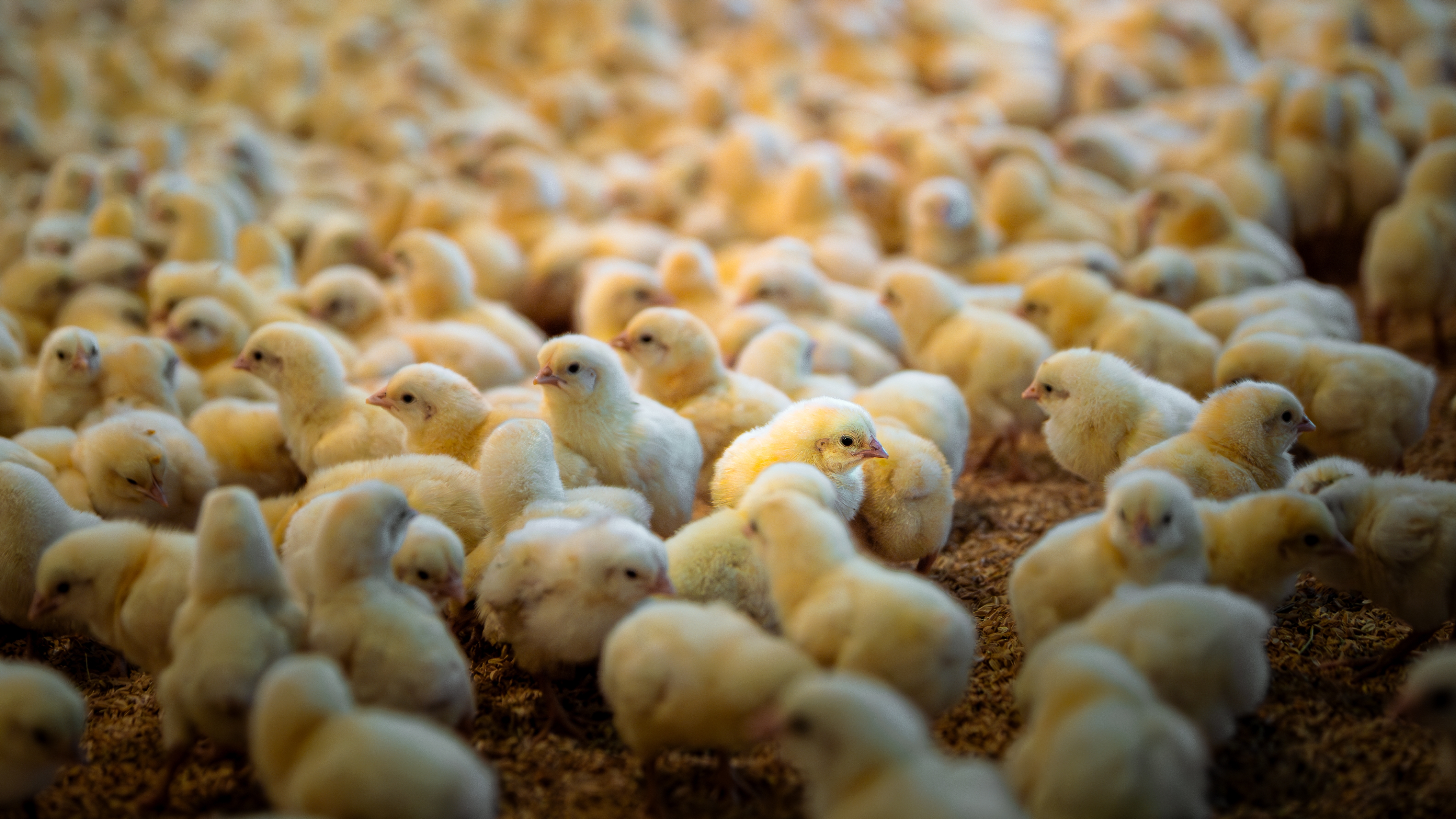 1万羽以上のひよこが郵便車に放置され、数千羽が息絶える。残ったヒナ