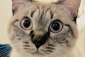 大きな目をした猫が正面を見つめている。
