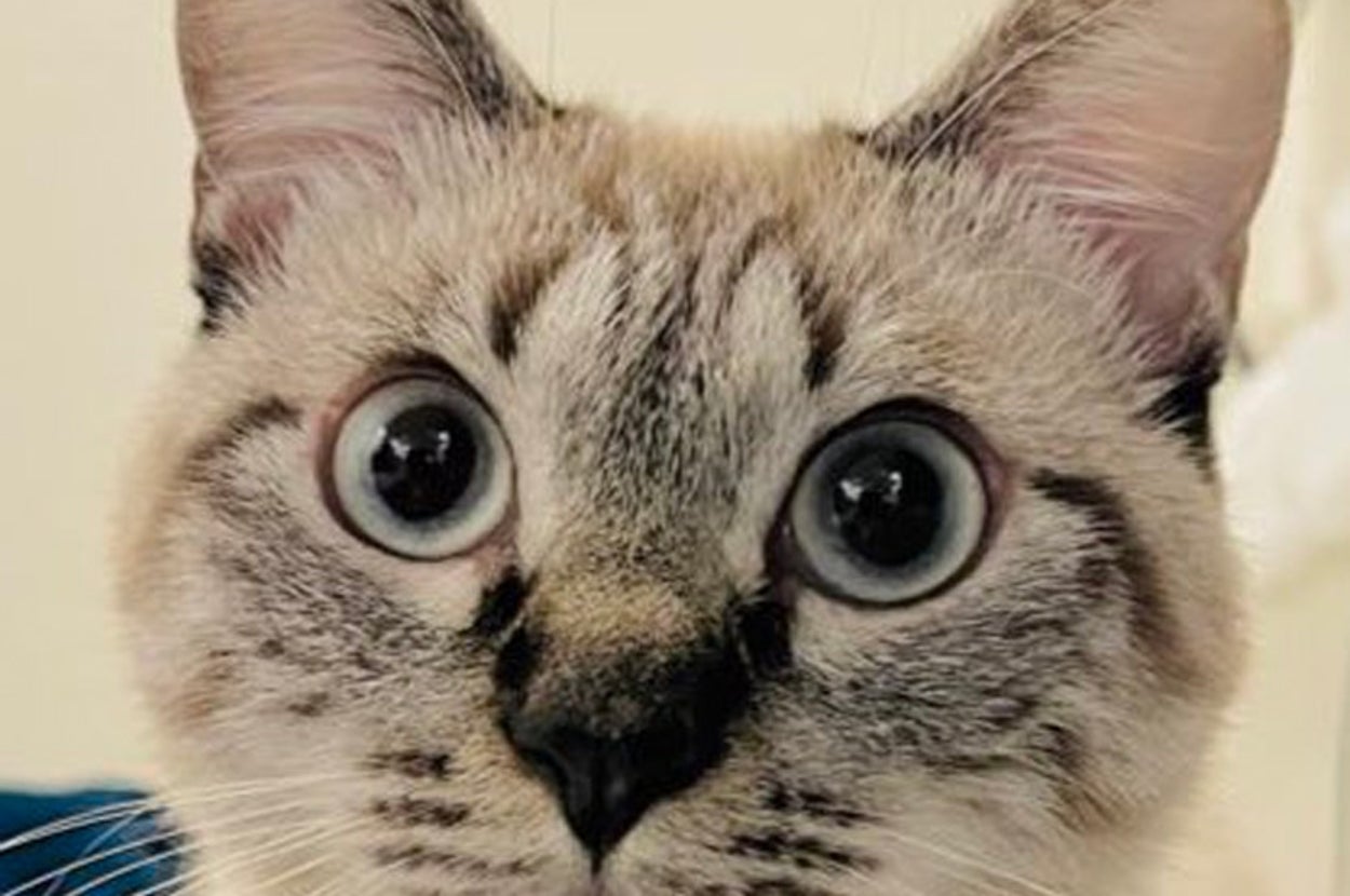 大きな目をした猫が正面を見つめている。