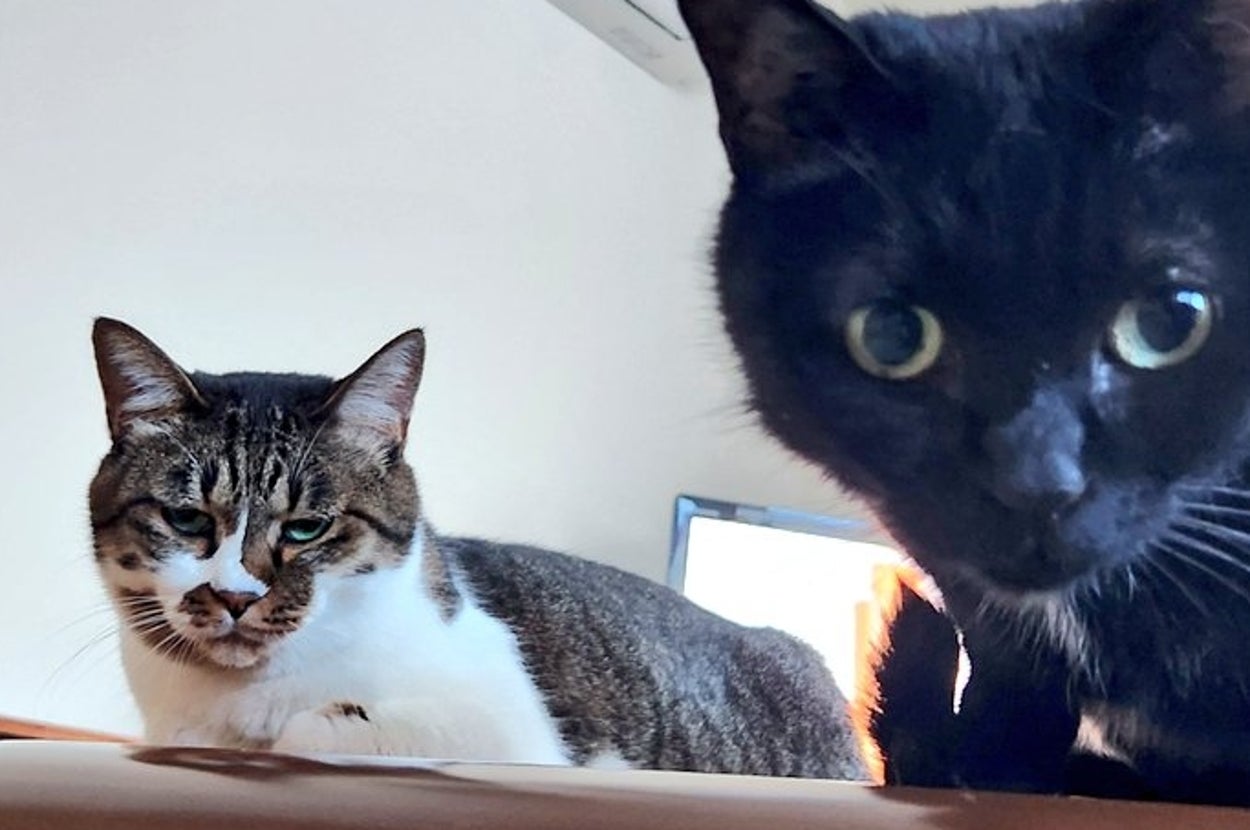 2匹の猫が室内でくつろいでいる様子。1匹は黒、もう1匹は白とグレーの模様。興味津々でカメラを見つめている。