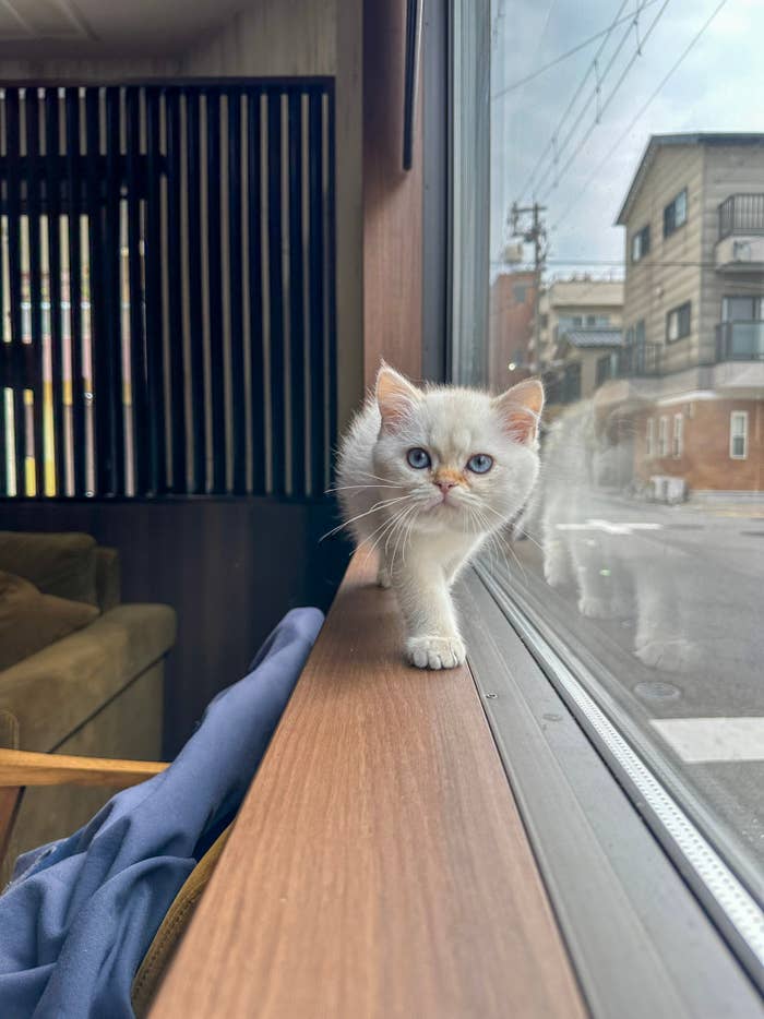 正面を向いてキリリとした表情で歩く大福くん/ねこ大家の公式アカウント（@neko_fudosan）より