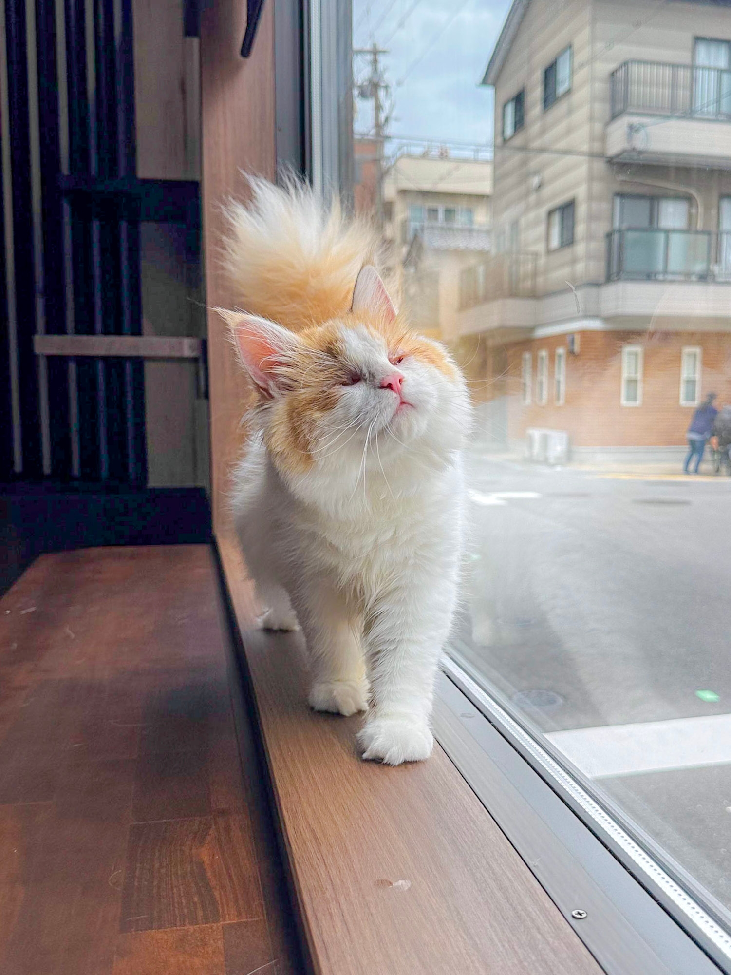 斜め上を向いたオシャレなポーズをするきなこちゃん/ねこ大家の公式アカウント（@neko_fudosan）より