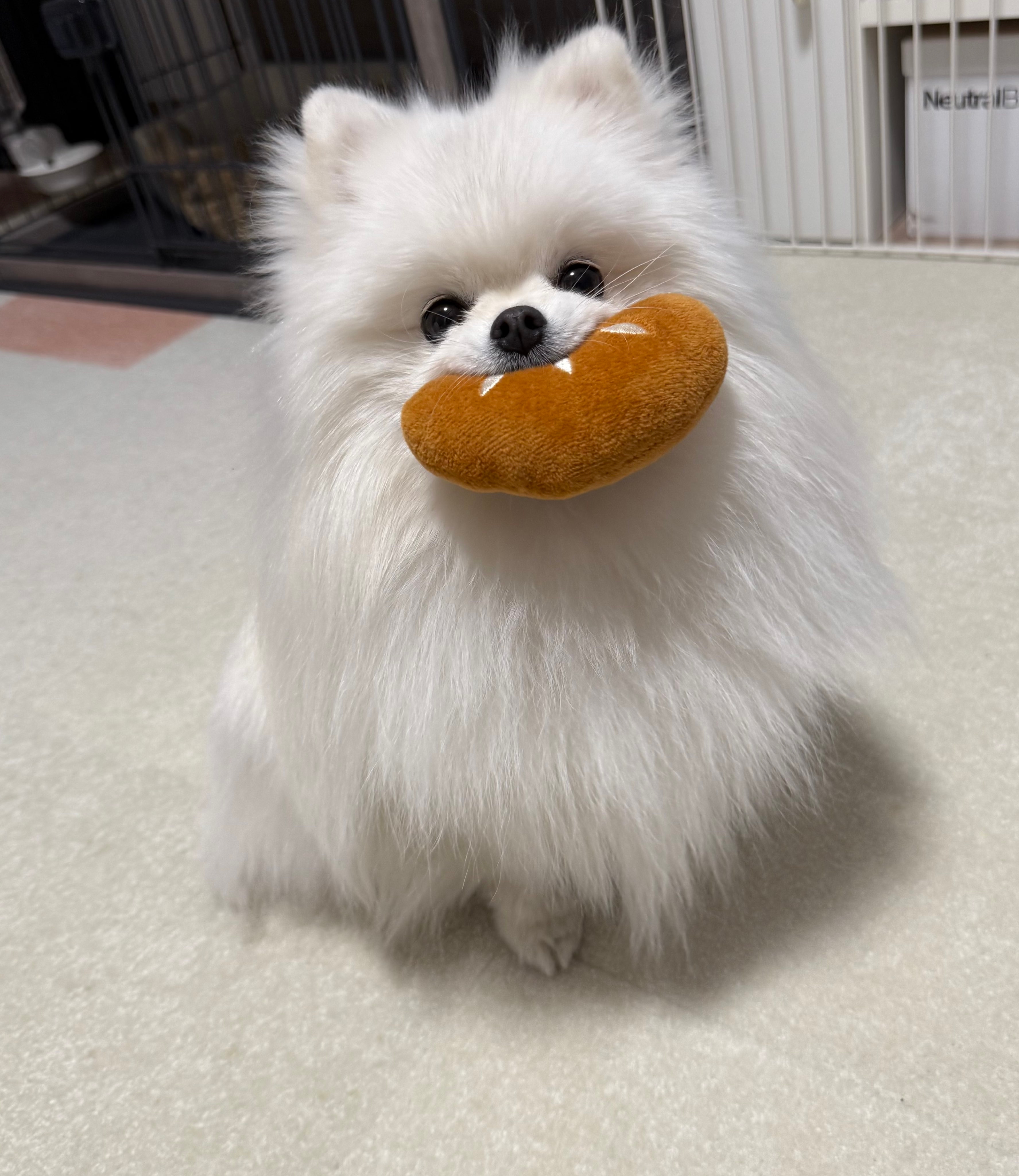 ぽめらにあん様 モニター(セット)