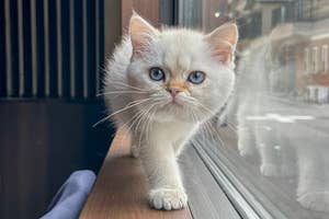 真ん丸な顔をアピールする大福くん/ねこ家の公式アカウント(@neko_fudosan)より