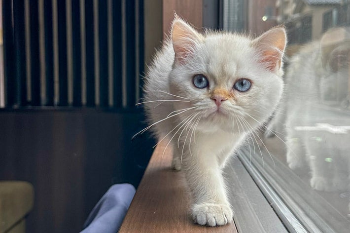 真ん丸な顔をアピールする大福くん/ねこ家の公式アカウント（@neko_fudosan）より