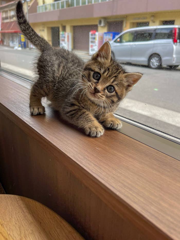 屈んでカメラを覗き込むようにアピールするつくしちゃん/ねこ大家の公式アカウント（@neko_fudosan）より