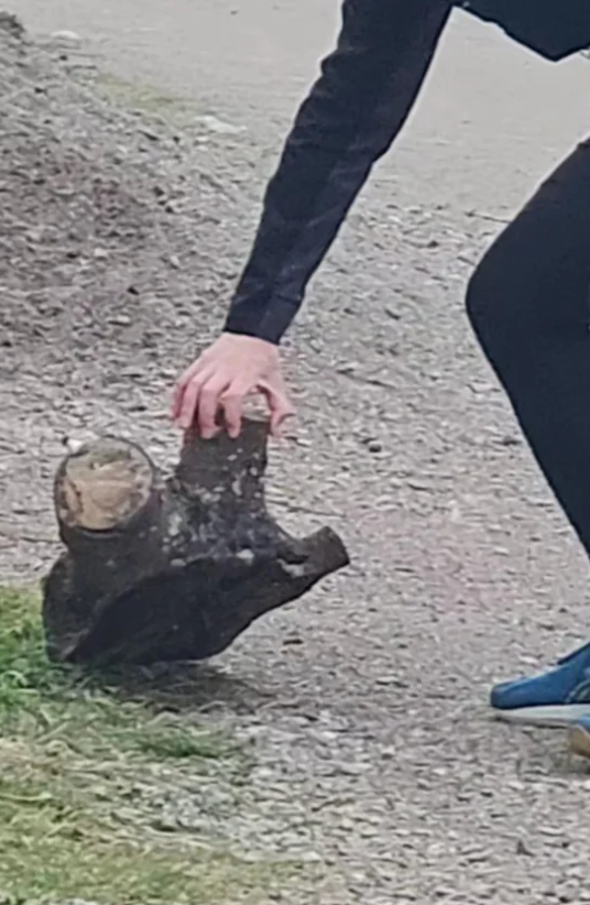 A person wearing sneakers touches a tree stump on a gravel path
