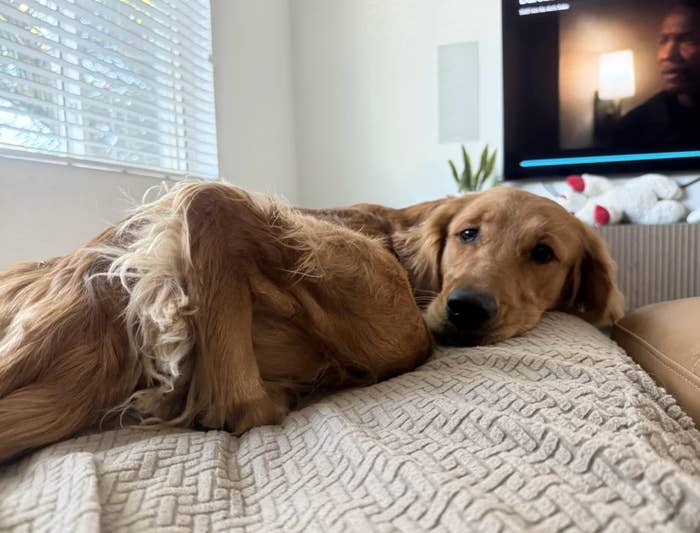 Golden retriever lounges on a comfy blanket in a cozy living room setting, partially watching TV