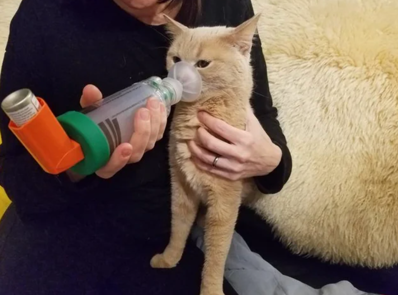 A person helps a cat use an inhaler with a mask, holding the cat gently on their lap