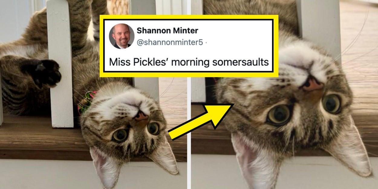 23 Funny, Wholesome, And Absolutely Adorable Posts From This Week That Lowkey Restored My Faith In Humanity
