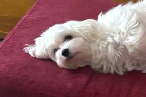 赤い椅子に仰向けで寝そべる白い小型犬。周囲に犬用のクッションやおもちゃが散らばっている。