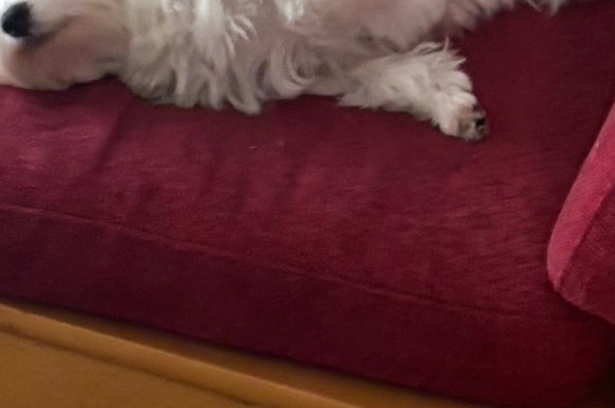 赤い椅子に仰向けで寝そべる白い小型犬。周囲に犬用のクッションやおもちゃが散らばっている。