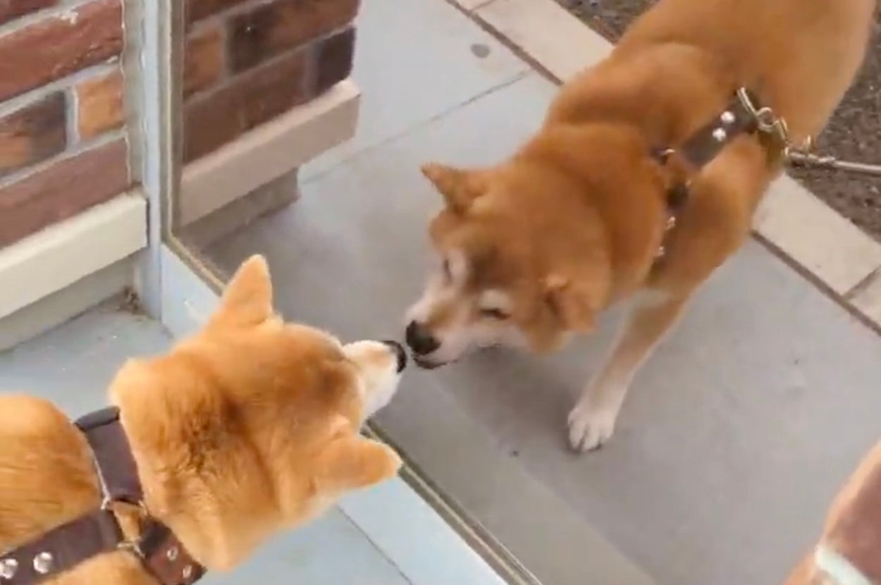 鏡に映った自分に立ち向かう茶丸くん/柴犬ちゃまるさんのXアカウント（@Chama_127）より