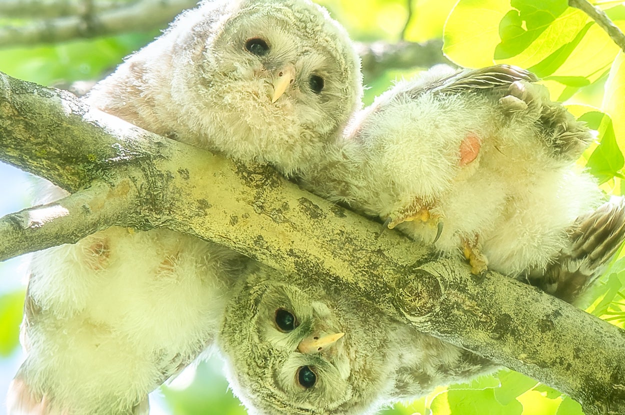 2羽のフクロウのヒナが木の枝にとまっている。陽光が葉を透かして明るい背景になっている。