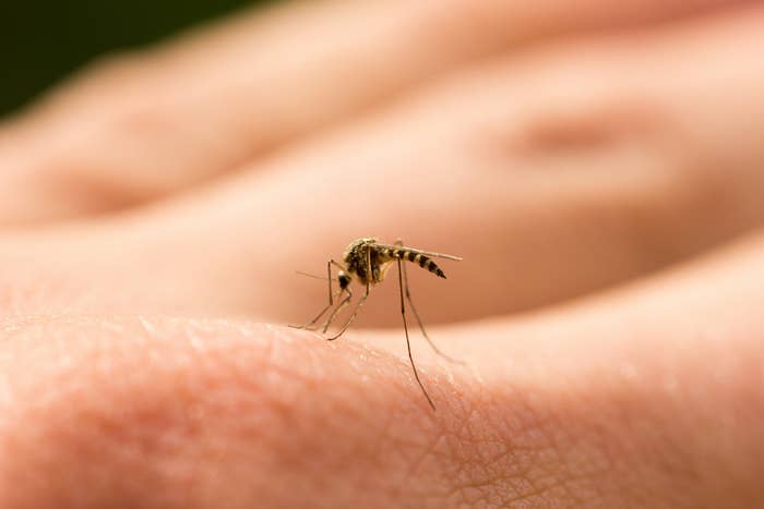 Close-up of a mosquito on human skin, poised to bite. The focus is on the insect&#x27;s slender body and legs