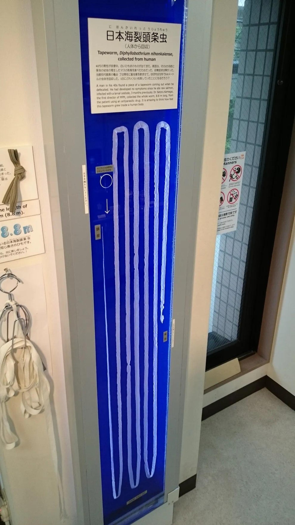 Display showing the length of a tapeworm collected from a man's intestine, located in a museum or educational exhibit