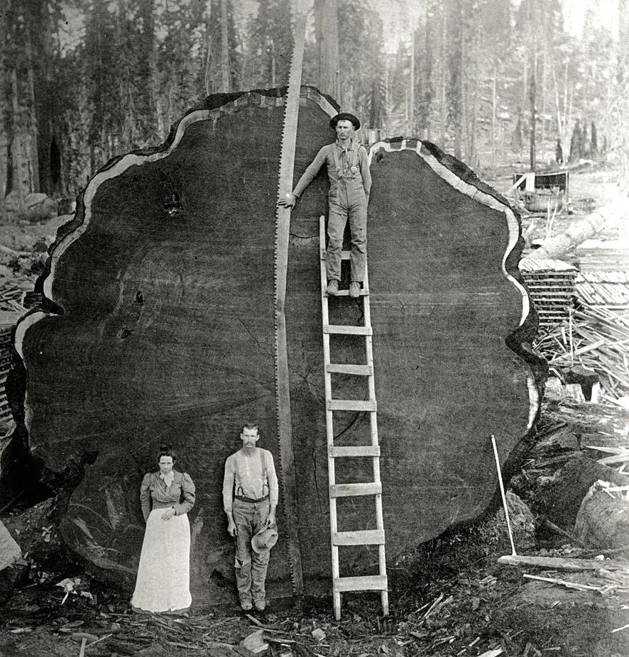 Three people pose with a giant tree cross-section; one stands on a ladder, another holds a hat, showcasing the tree's enormous size