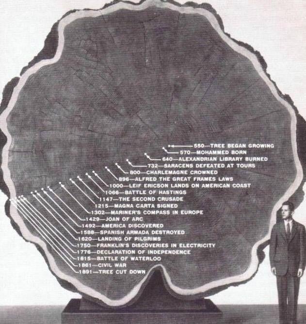 A man stands next to a massive tree cross-section labeled with historical events from 550 to 1870, showing the timeline of the tree's growth