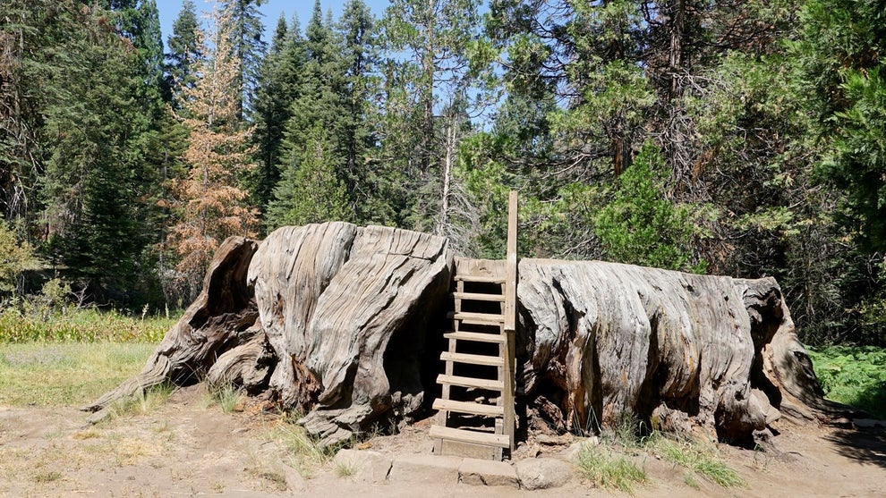 A large, hollow tree stump with steps leading inside, set in a forest