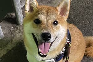 お散歩中の豆吉くん / 柴犬まめきち(@shiba_mame_dog)さんのXより