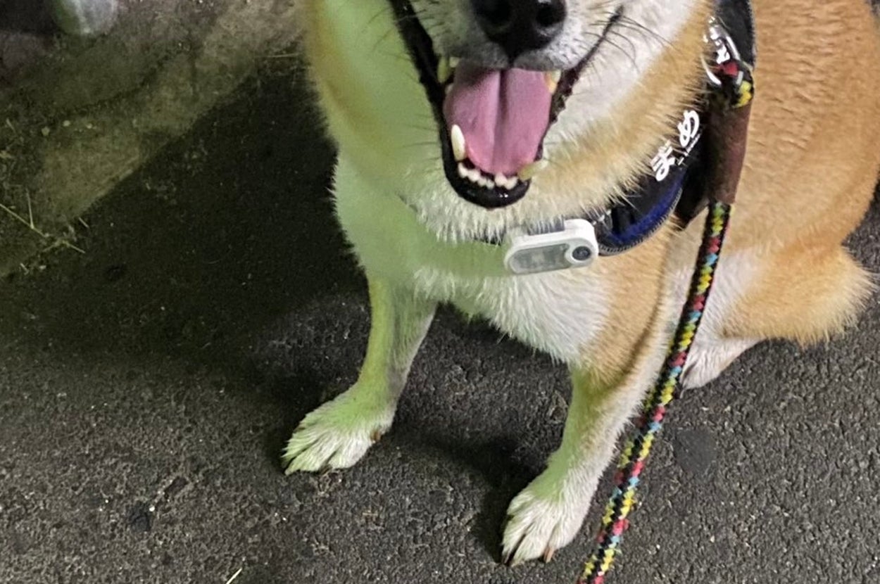 お散歩中の豆吉くん / 柴犬まめきち（@shiba_mame_dog）さんのXより