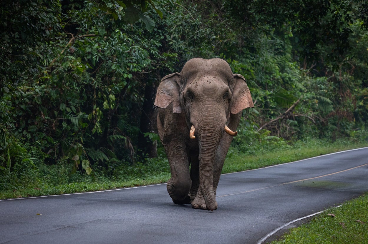 タイのカオヤイ国立公園内の道路を歩くゾウ ※今回のアクシデントとは無関係です
