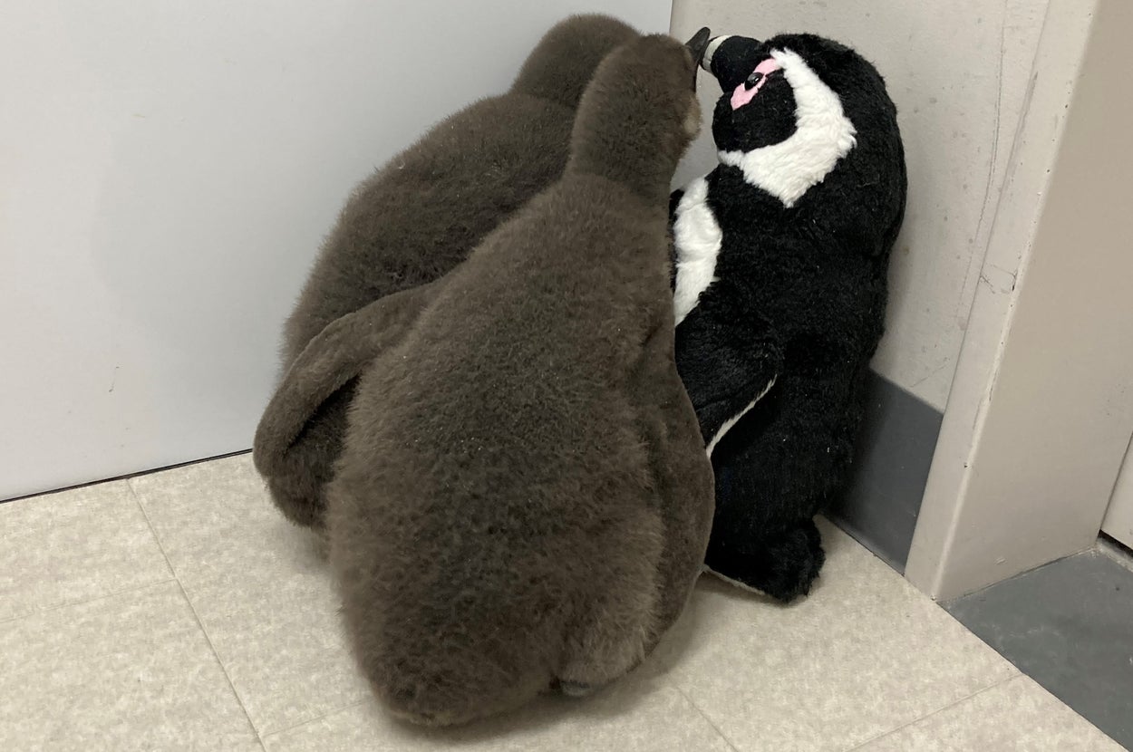 おともだちに詰め寄るマゼランペンギンのあられとつづみ1枚目（すみだ水族館【公式】のXアカウントより）