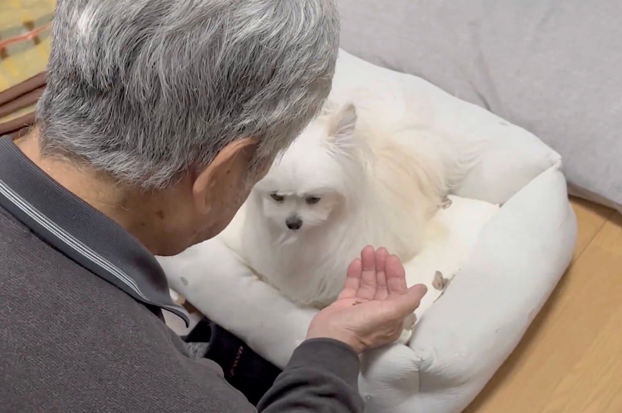 おやつについて笑顔で報告するかわいーぬちゃん/かわいーぬさんのXアカウント（@kawai_nu_san）より