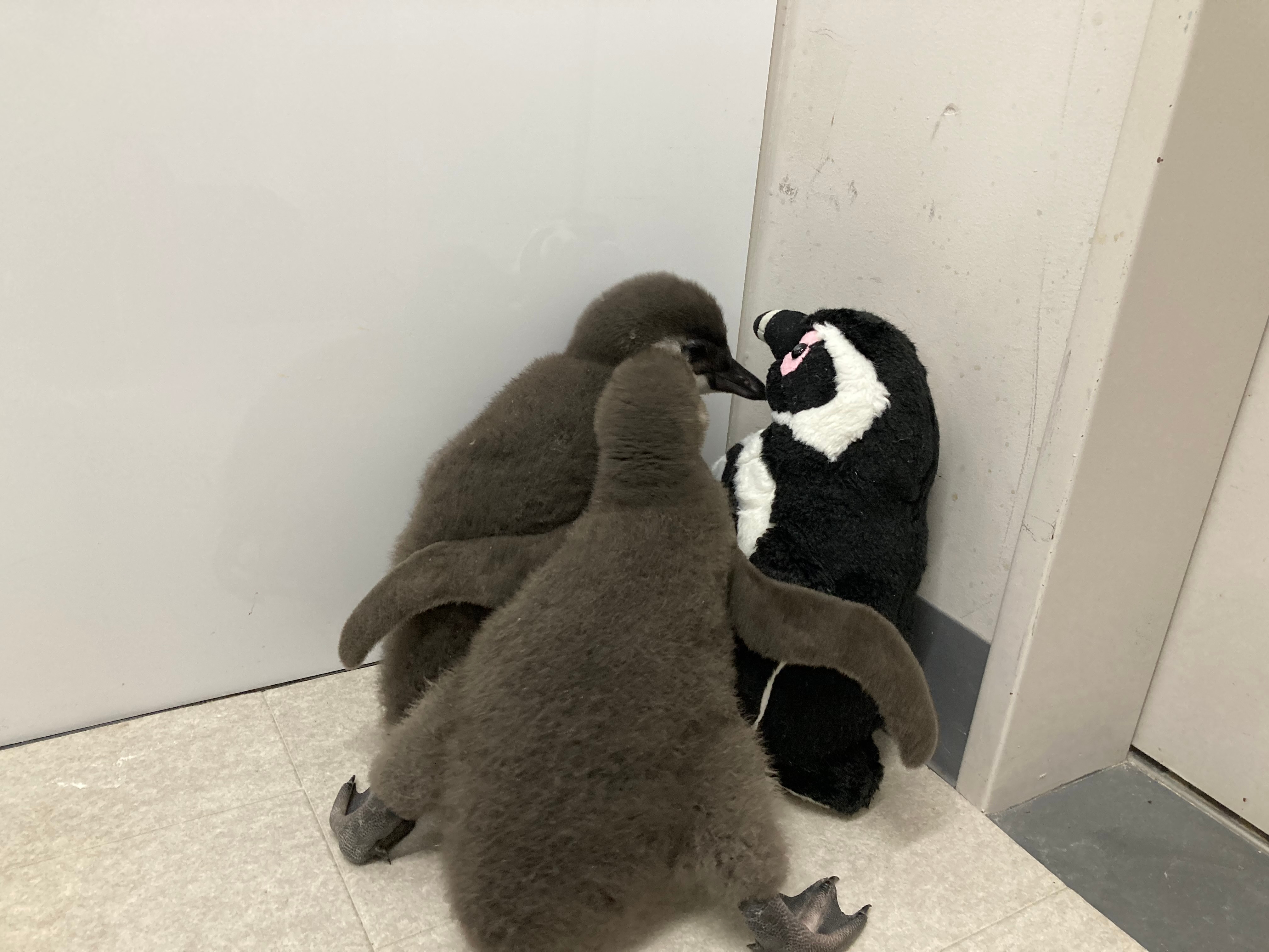 迫りくるモフ」「全員ぬいぐるみみたい」 ふわふわの“おともだち