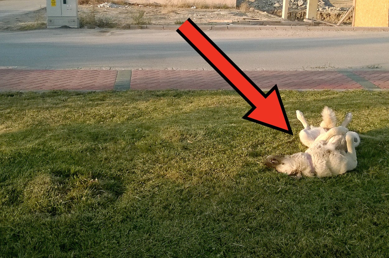 犬が芝生で仰向けになり、リラックスして遊んでいる様子。