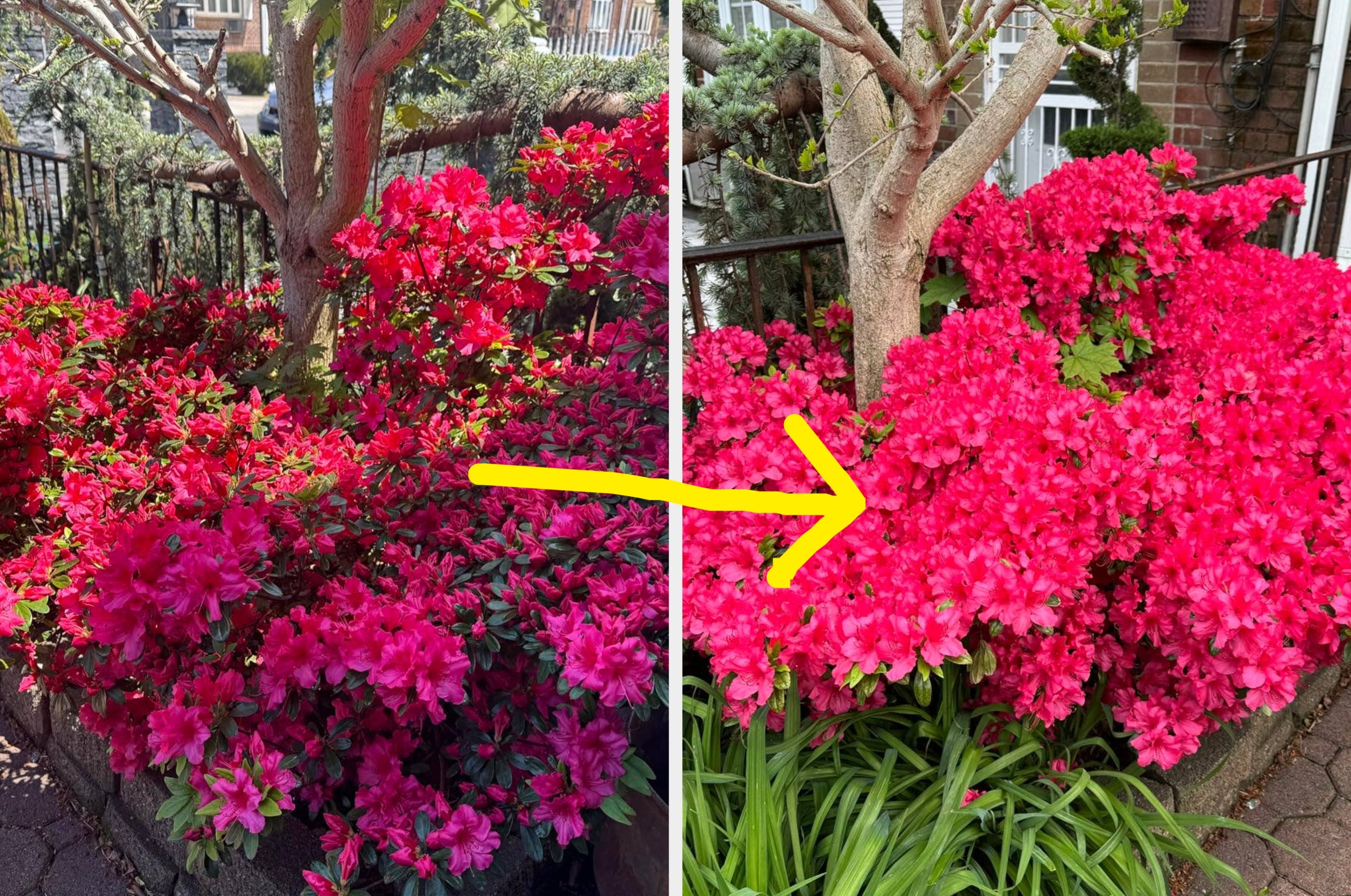 Two side-by-side images of flowering bushes with an arrow pointing from the left bush to the right. Text reads "after."