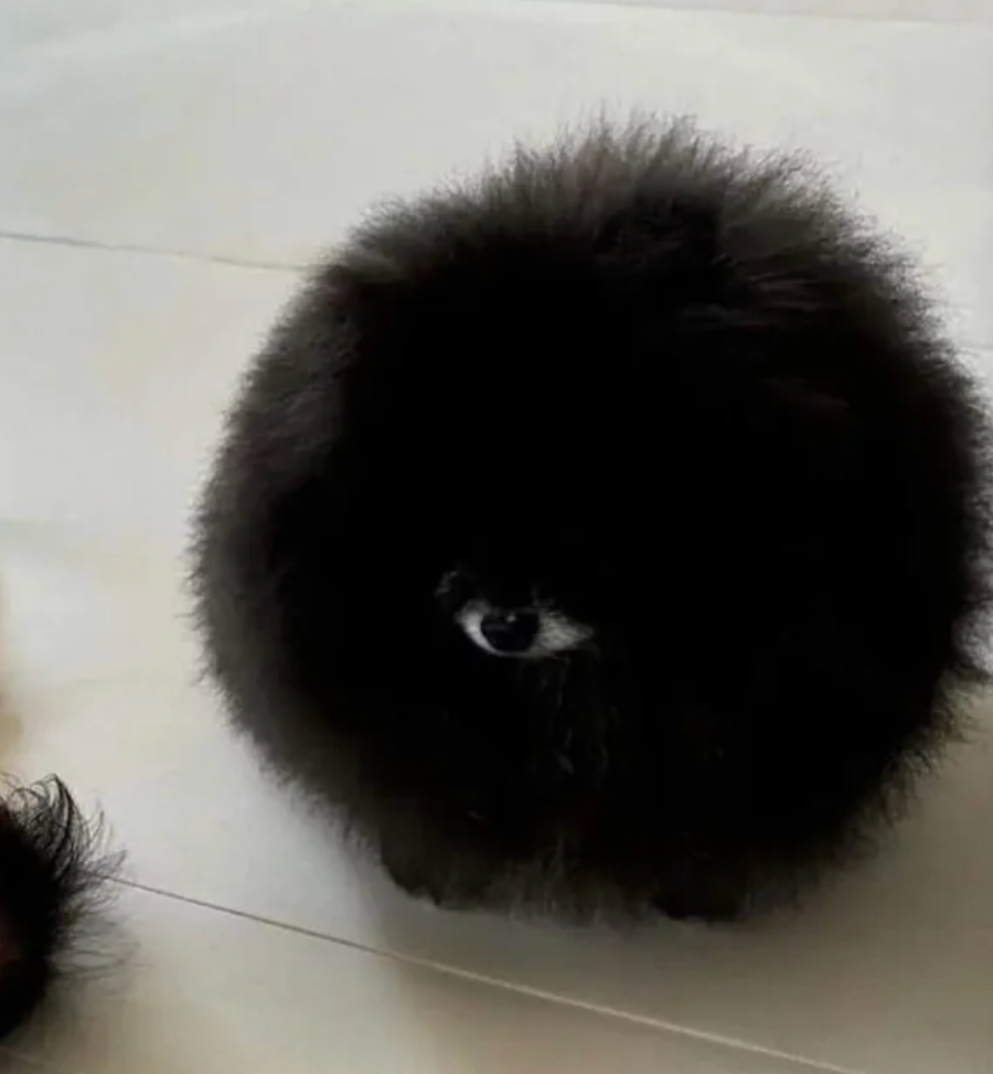 Fluffy, round Pomeranian dog with a single visible eye peeking from its thick fur, resembling a fluffy ball on a white floor