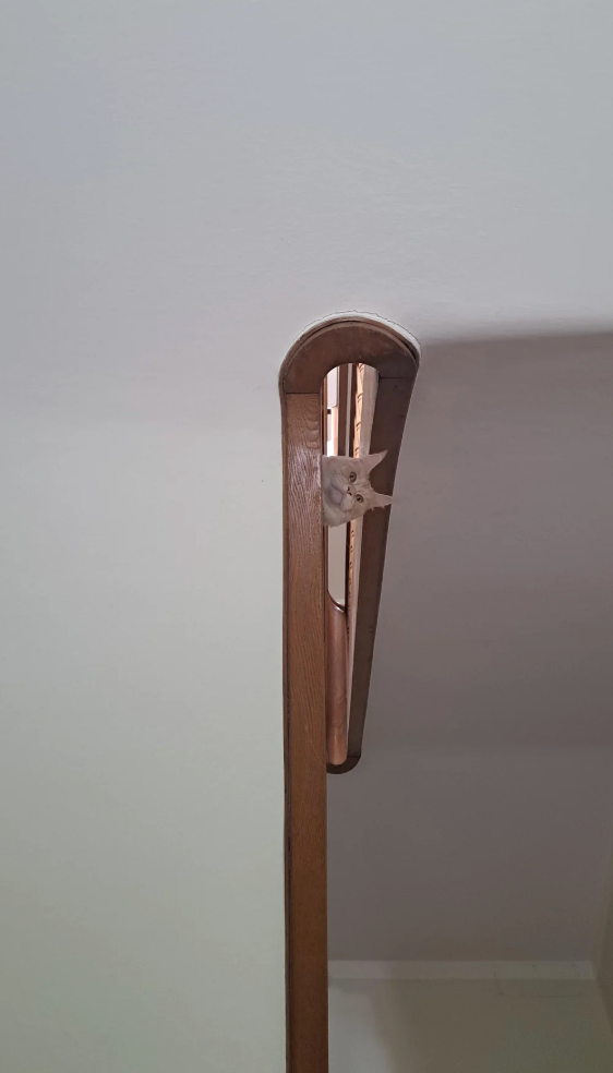 Cat peeks through a small gap in a wall-mounted, wooden banister, looking curiously towards the viewer