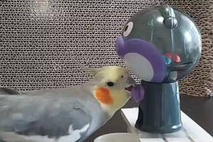 オカメインコがガチャガチャから出てくるおもちゃを興味深そうに見つめている様子。