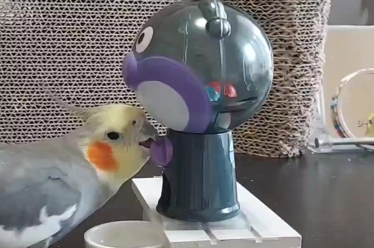 オカメインコがガチャガチャから出てくるおもちゃを興味深そうに見つめている様子。