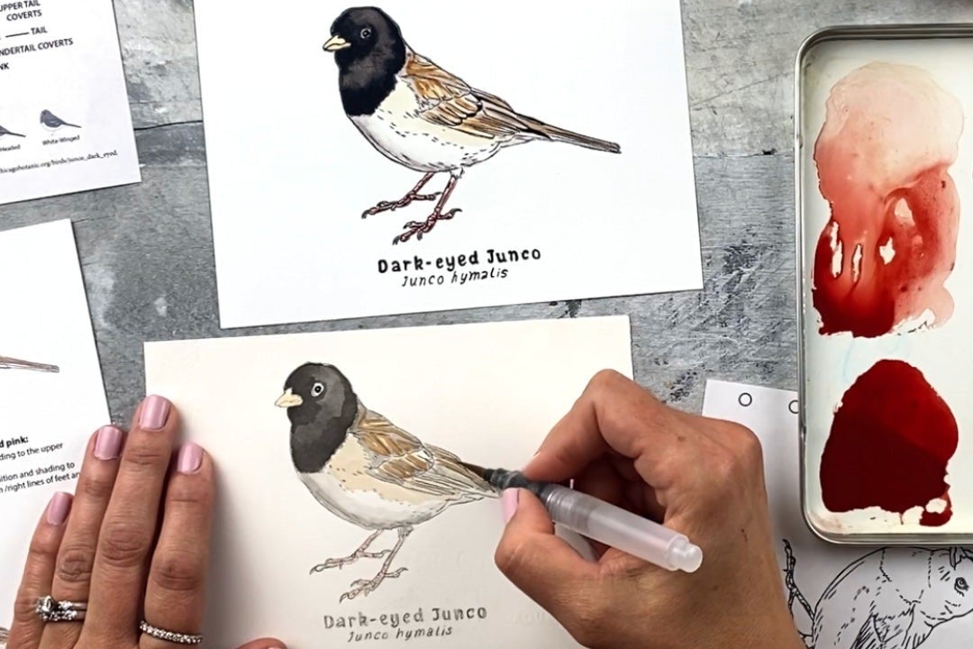 Person drawing a bird labeled "Dark-eyed Junco" using a watercolor brush, with other art materials visible nearby